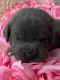Cane Corso Puppies for sale in Aurora, CO, USA. price: $1,800