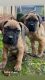 Cane Corso Puppies for sale in Kent, WA, USA. price: $1,550