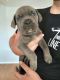 Cane Corso Puppies for sale in Deltona, FL, USA. price: $1,500