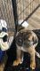 Cane Corso Puppies for sale in San Antonio, TX, USA. price: $1,200