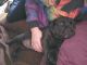 Cane Corso Puppies for sale in Ashland, NH, USA. price: $1,800