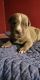 Cane Corso Puppies for sale in Capitol Heights, MD 20743, USA. price: NA