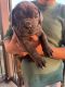 Cane Corso Puppies for sale in Lewisville, TX 75056, USA. price: NA