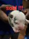 Cane Corso Puppies for sale in Memphis, TN, USA. price: NA