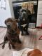 Cane Corso Puppies for sale in Silverton, OR 97381, USA. price: NA