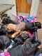Cane Corso Puppies for sale in Huber Heights, OH, USA. price: $500