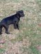 Cane Corso Puppies for sale in Hickory, NC, USA. price: $600