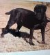 Cane Corso Puppies for sale in Douglas, AZ 85607, USA. price: NA