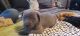 Cane Corso Puppies for sale in Anderson, CA 96007, USA. price: $300