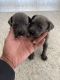 Cane Corso Puppies for sale in Mobile, AL, USA. price: $800