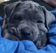 Cane Corso Puppies for sale in Redding, CA, USA. price: $2,000