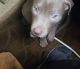 Cane Corso Puppies for sale in Fort Worth, TX, USA. price: $1,500