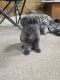 Cane Corso Puppies for sale in Battle Creek, MI, USA. price: $1,500