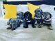 Cane Corso Puppies for sale in Santa Cruz, CA, USA. price: $1,500