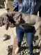 Cane Corso Puppies for sale in Rancho Cucamonga, CA, USA. price: NA