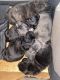 Cane Corso Puppies for sale in North Little Rock, AR 72120, USA. price: $2,000