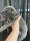 Cane Corso Puppies for sale in Bakersfield, CA 93312, USA. price: $3,000
