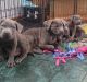 Cane Corso Puppies for sale in 49221 US-223, Adrian, MI 49221, USA. price: $3,000