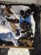 Cane Corso Puppies for sale in Ritzville, WA 99169, USA. price: $1,000