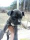 Cane Corso Puppies for sale in East Bernstadt, KY 40729, USA. price: $900