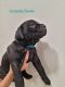 Cane Corso Puppies for sale in Phoenix, AZ 85031, USA. price: $950