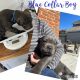 Cane Corso Puppies for sale in Riverside, CA, USA. price: $1,400