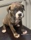 Cane Corso Puppies for sale in Sacramento, CA, USA. price: NA