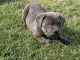 Cane Corso Puppies for sale in Youngstown, OH, USA. price: NA