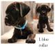 Cane Corso Puppies for sale in Aurora, CO, USA. price: NA