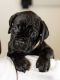 Cane Corso Puppies for sale in Stockton, CA, USA. price: $3,500