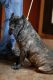 Cane Corso Puppies for sale in Crossville, TN, USA. price: NA