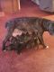 Cane Corso Puppies for sale in Harris County, GA, USA. price: $600,800