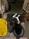 Cane Corso Puppies for sale in Oakland, CA, USA. price: $1,500