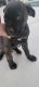 Cane Corso Puppies for sale in Tulare, CA 93274, USA. price: NA
