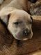 Cane Corso Puppies for sale in Mobile, AL, USA. price: NA