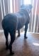 Cane Corso Puppies for sale in University City, MO, USA. price: NA