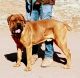 Cane Corso Puppies for sale in Douglas, AZ 85607, USA. price: $1,500