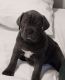 Cane Corso Puppies for sale in Fort Wayne, IN, USA. price: $2,999