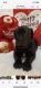 Cane Corso Puppies for sale in Fort Wayne, IN, USA. price: $2,500