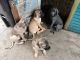 Cane Corso Puppies for sale in Long Beach, CA, USA. price: NA