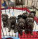 Cane Corso Puppies for sale in Bakersfield, CA, USA. price: $2,500