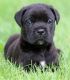 Cane Corso Puppies for sale in Bakersfield, CA, USA. price: $500