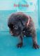 Cane Corso Puppies for sale in Phoenix, AZ, USA. price: $1,500