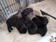 Cane Corso Puppies for sale in Mannsville, NY 13661, USA. price: $2,000