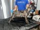 Cane Corso Puppies for sale in Houston, TX, USA. price: NA