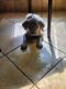 Cane Corso Puppies for sale in Mobile, AL, USA. price: $600