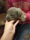 Cane Corso Puppies for sale in Russellville, AR, USA. price: $3,500