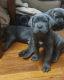 Cane Corso Puppies for sale in Boston, MA 02126, USA. price: NA