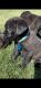 Cane Corso Puppies for sale in Youngstown, OH, USA. price: NA