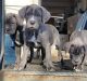 Cane Corso Puppies for sale in Capitol Heights, MD 20743, USA. price: $500